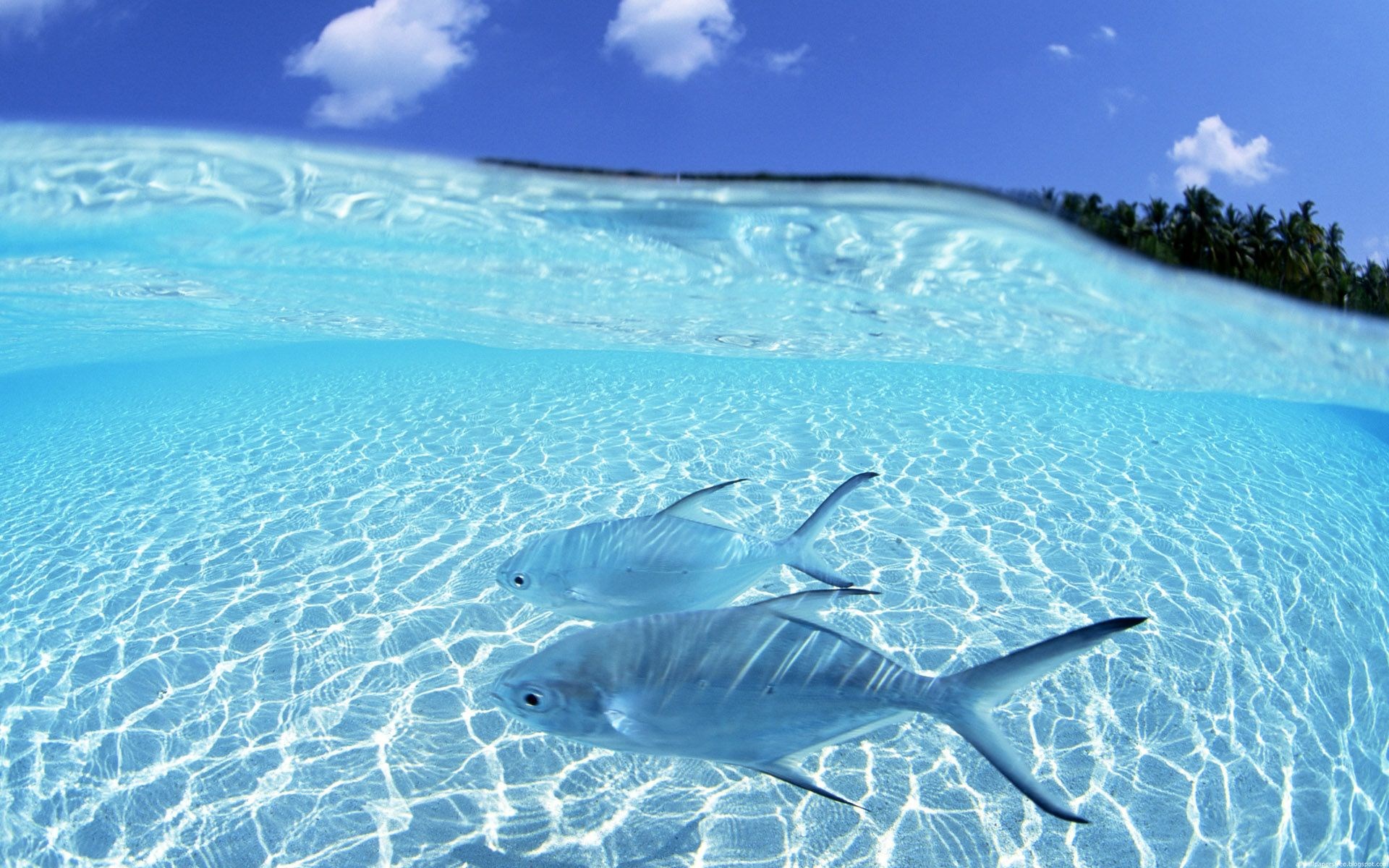 Two fish swim in clear turquoise water near a tropical island HD Wallpaper