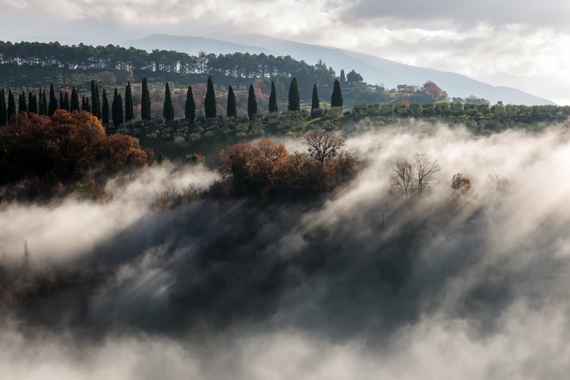 Misty Tuscan landscape with cypress trees HD Wallpaper