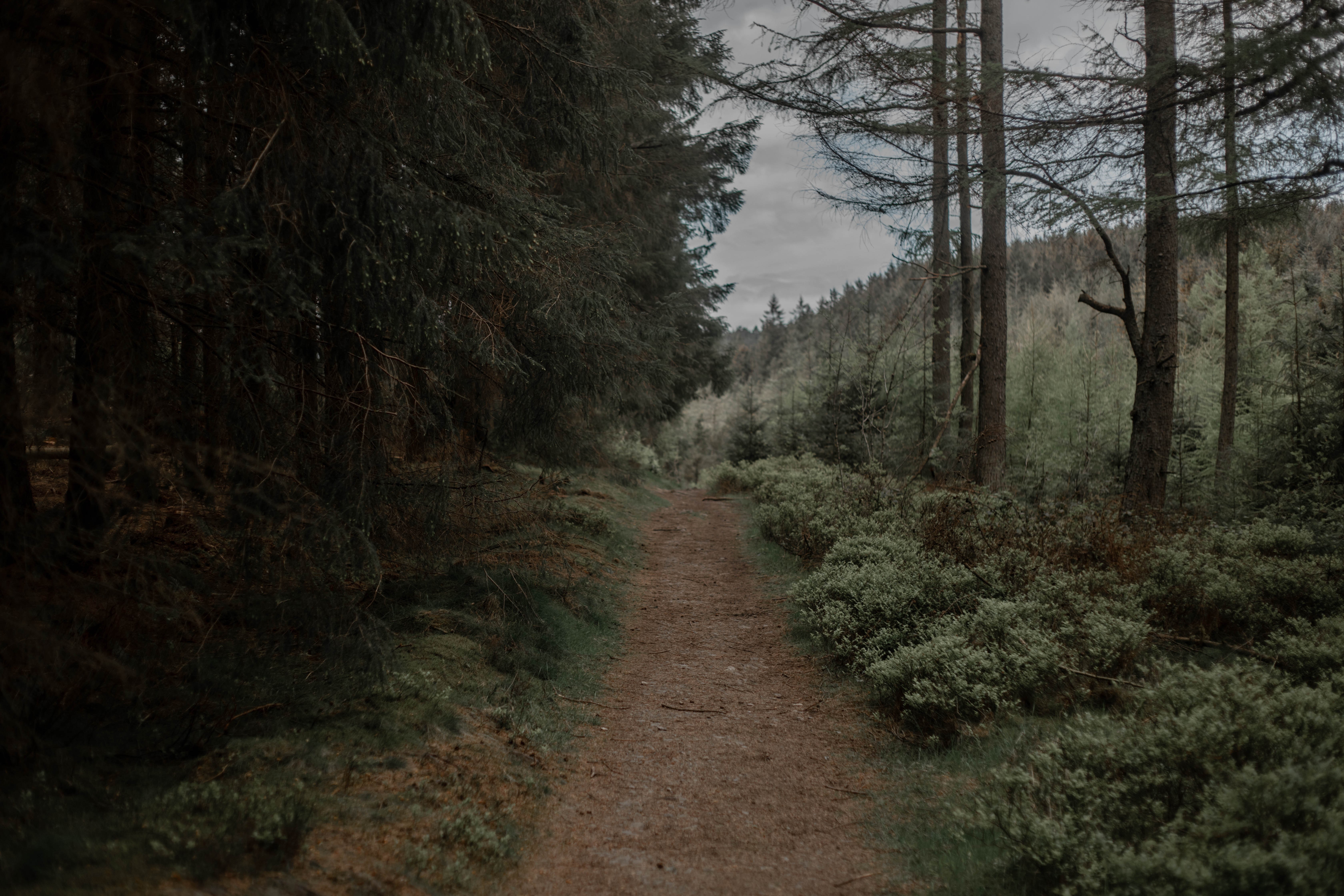 4K path through a forest in Wales HD Wallpaper