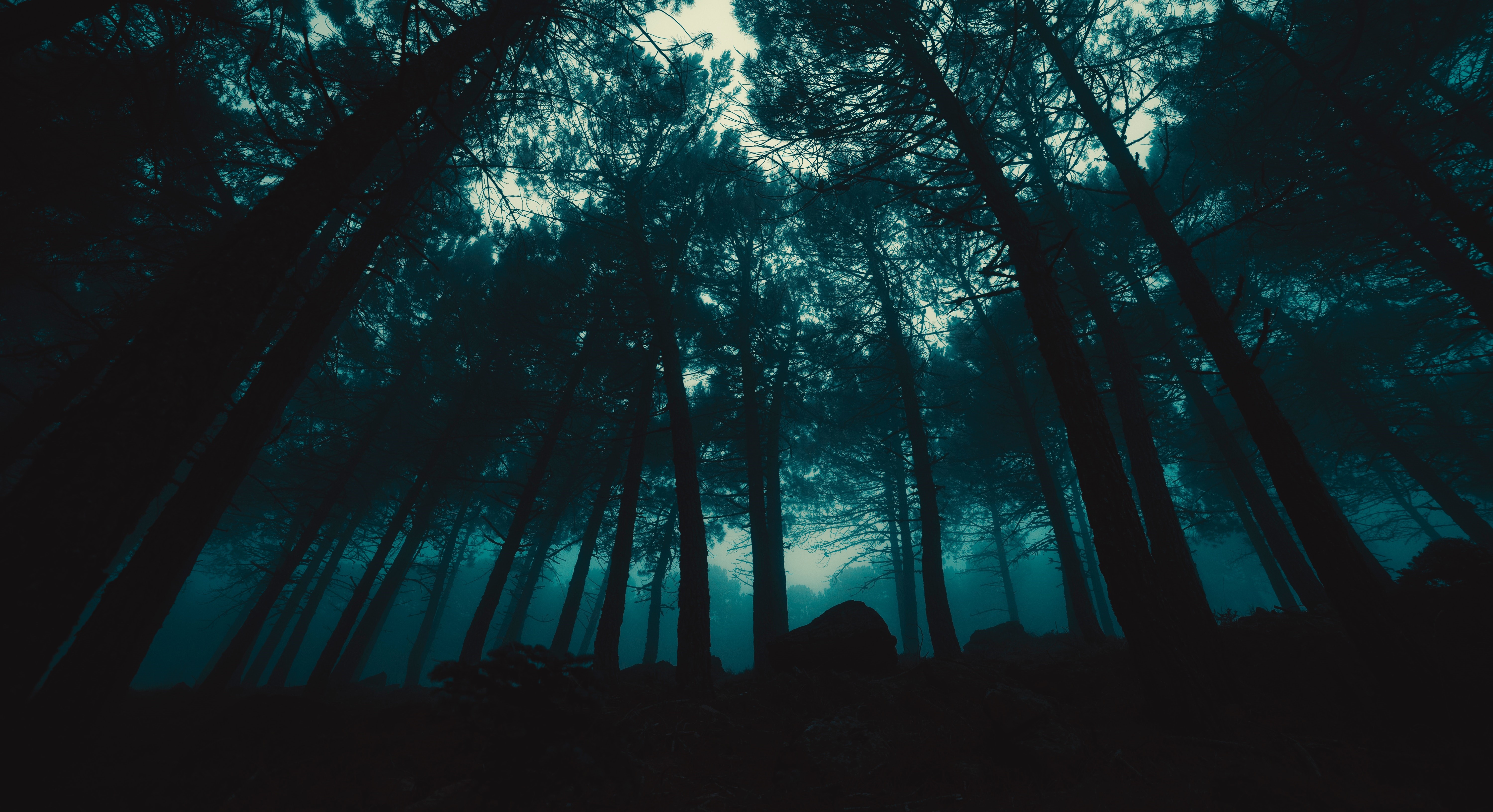 Dark Forest with Mist and Rocks HD Wallpaper