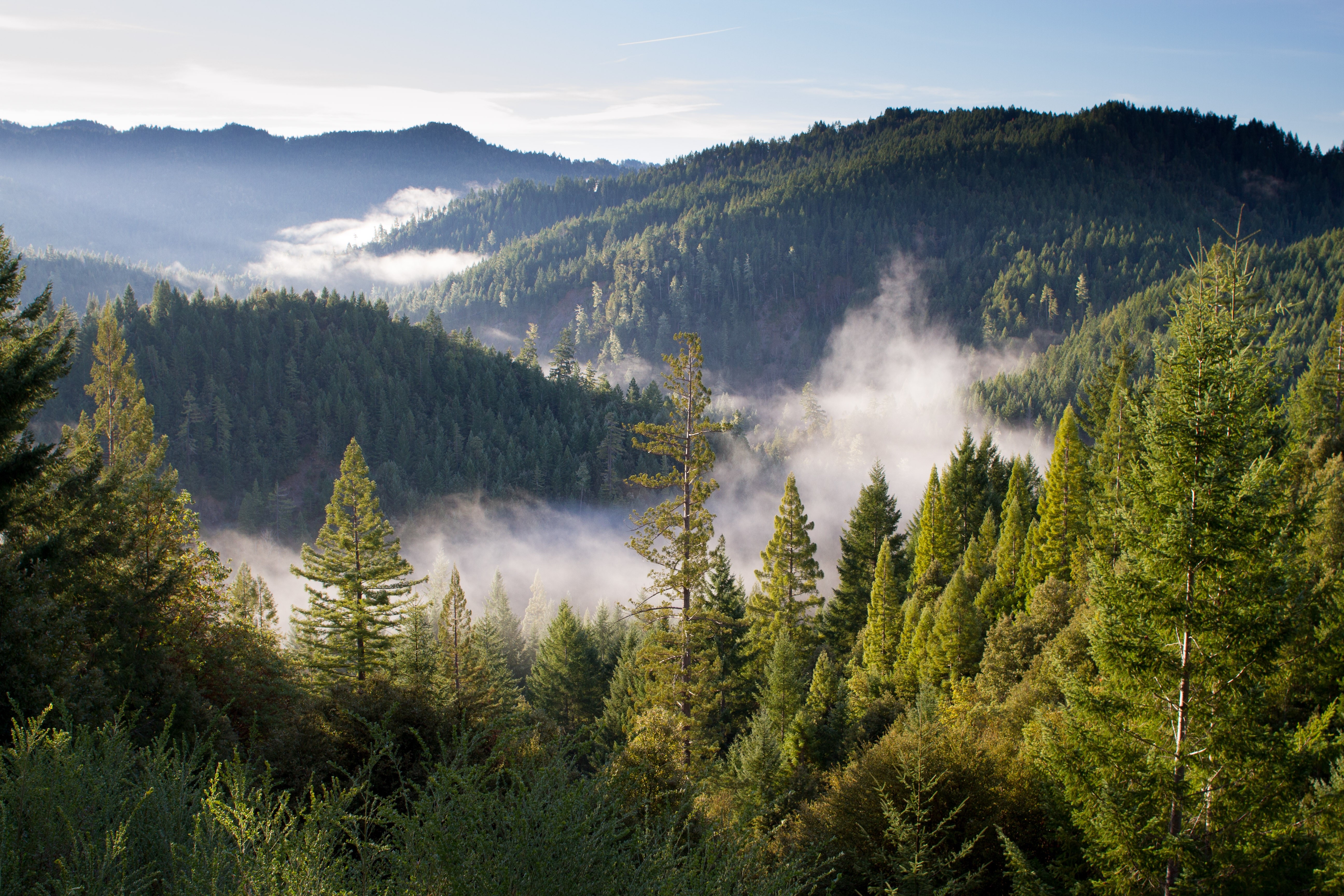 Misty Forest Hills at Sunrise HD Wallpaper