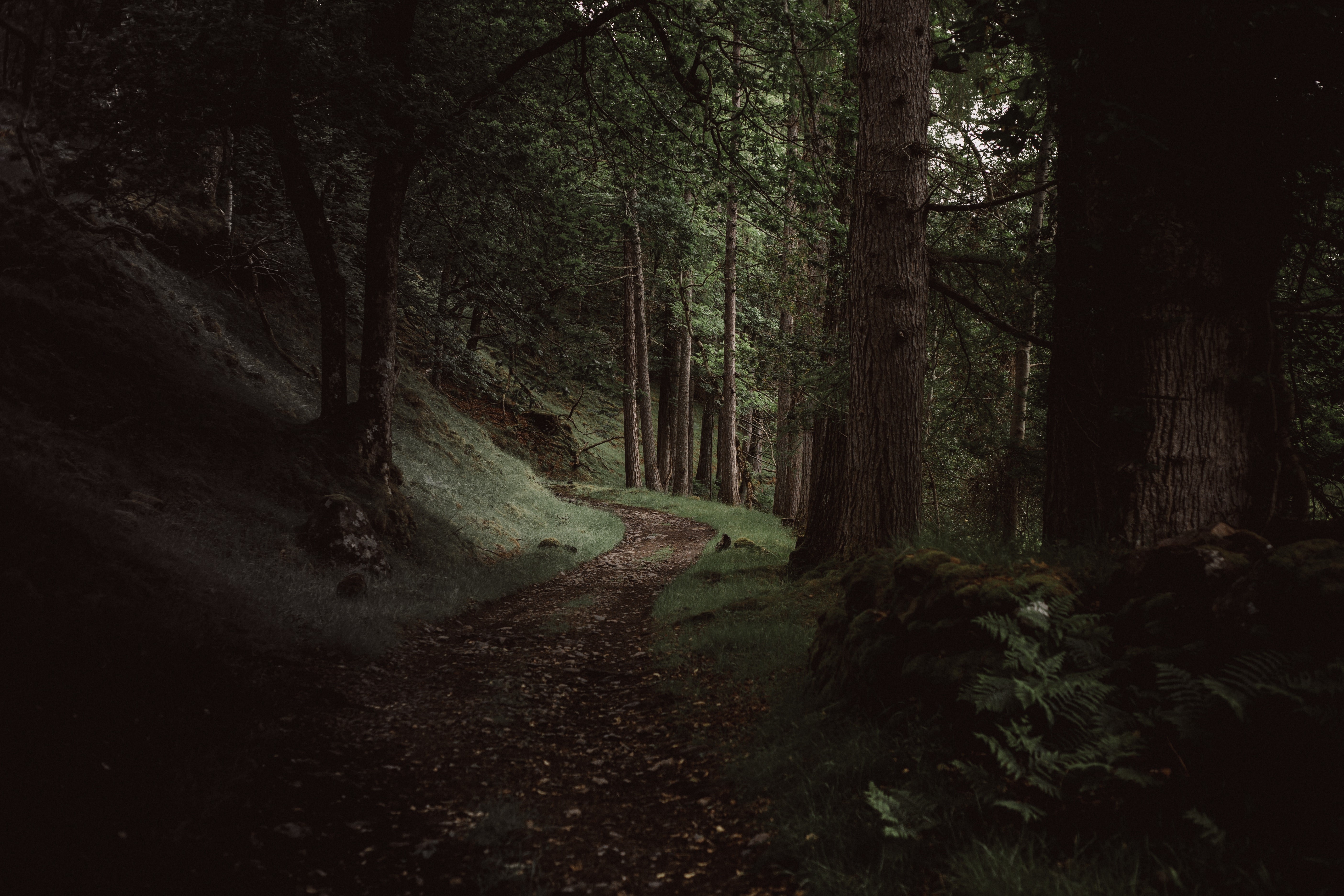 Forest path with trees and leaves in the UK HD Wallpaper