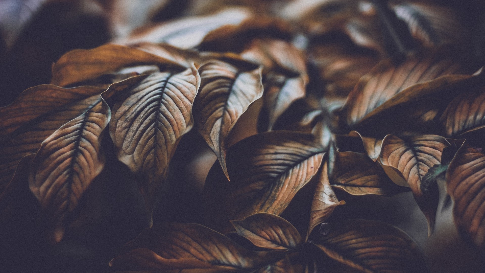 Close-up of dry brown leaves with visible veins HD Wallpaper