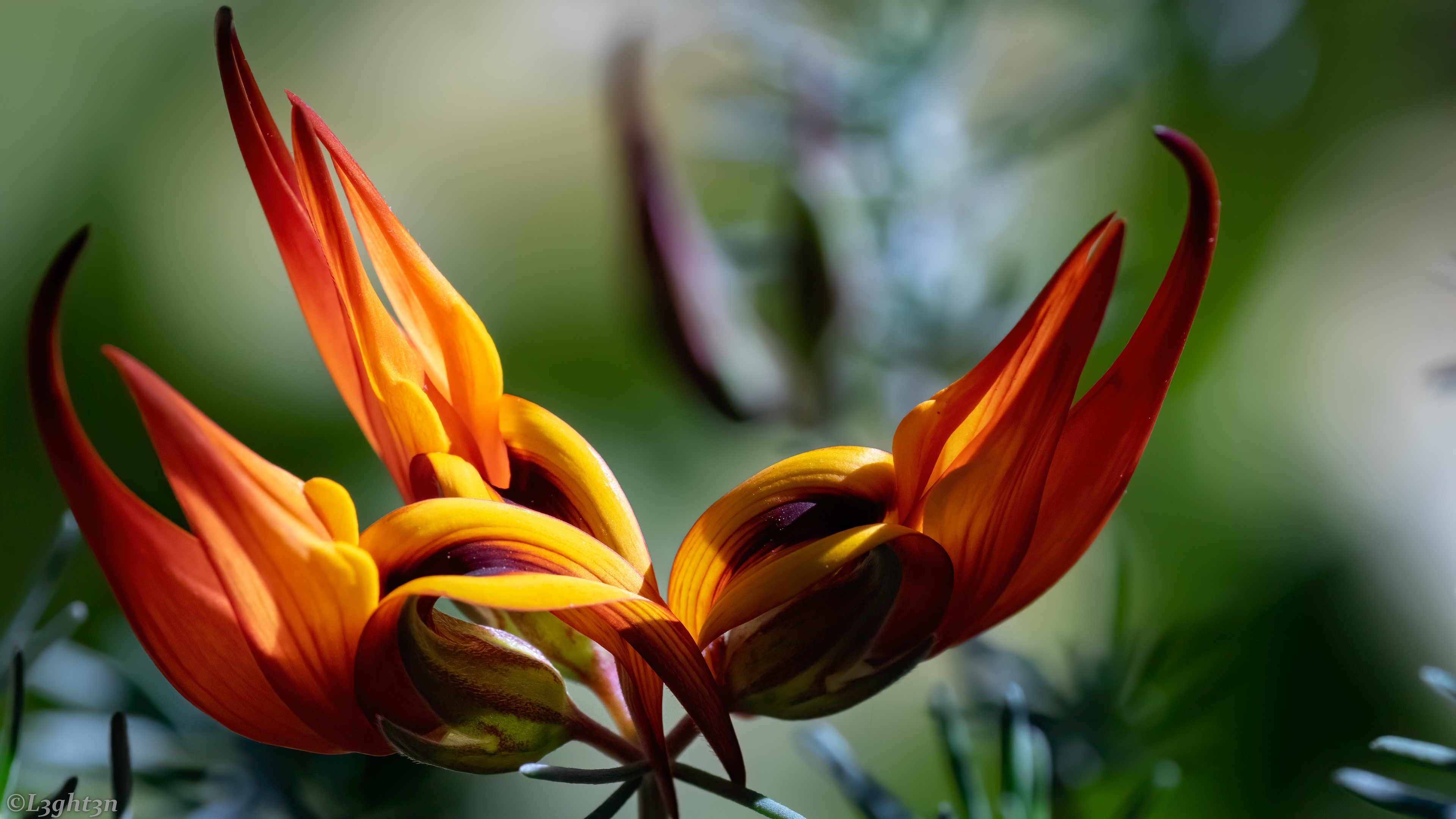 Close-up of orange and yellow flowers HD Wallpaper