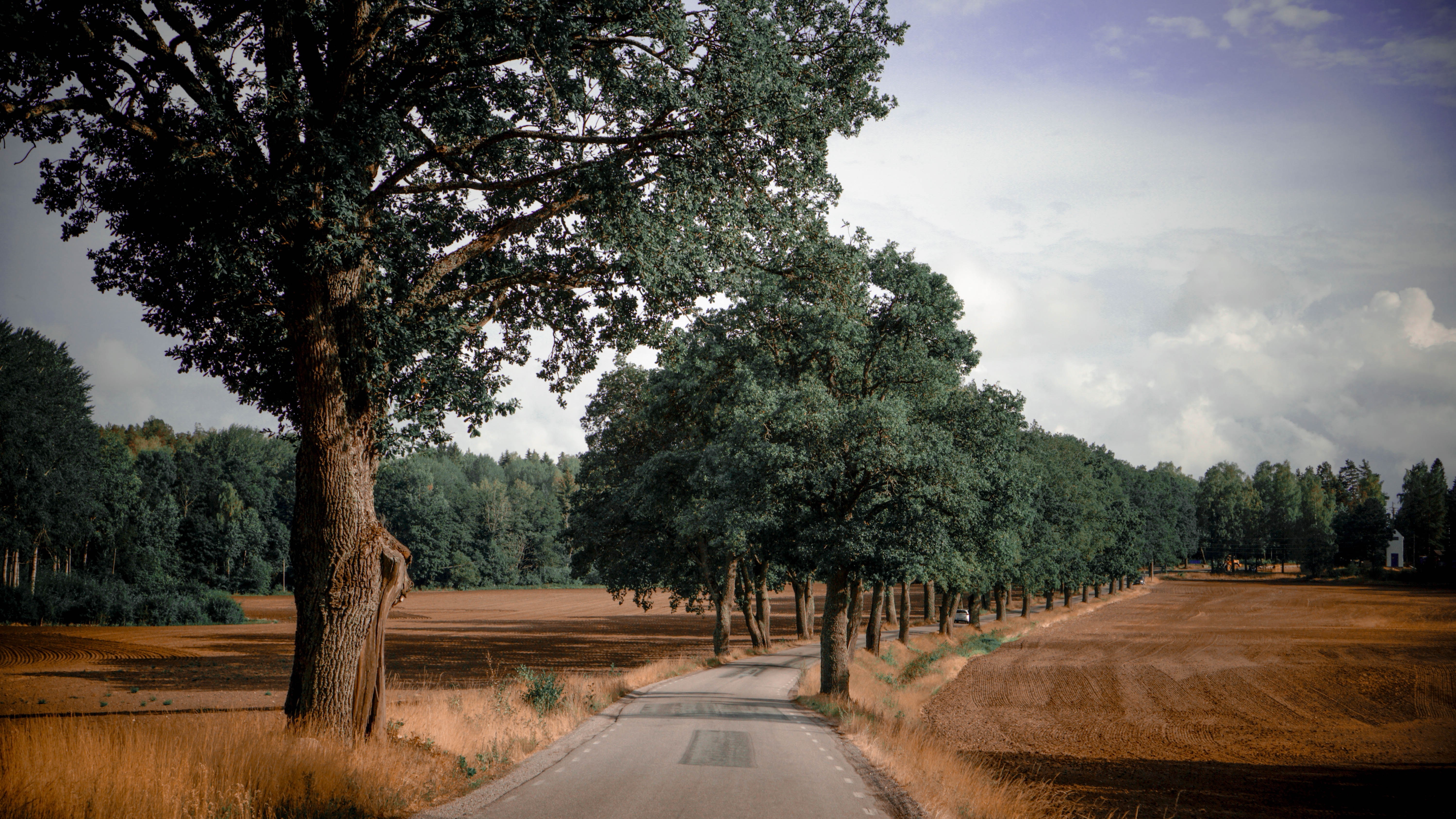 4K Sweden Roadtrip Through Trees and Fields HD Wallpaper