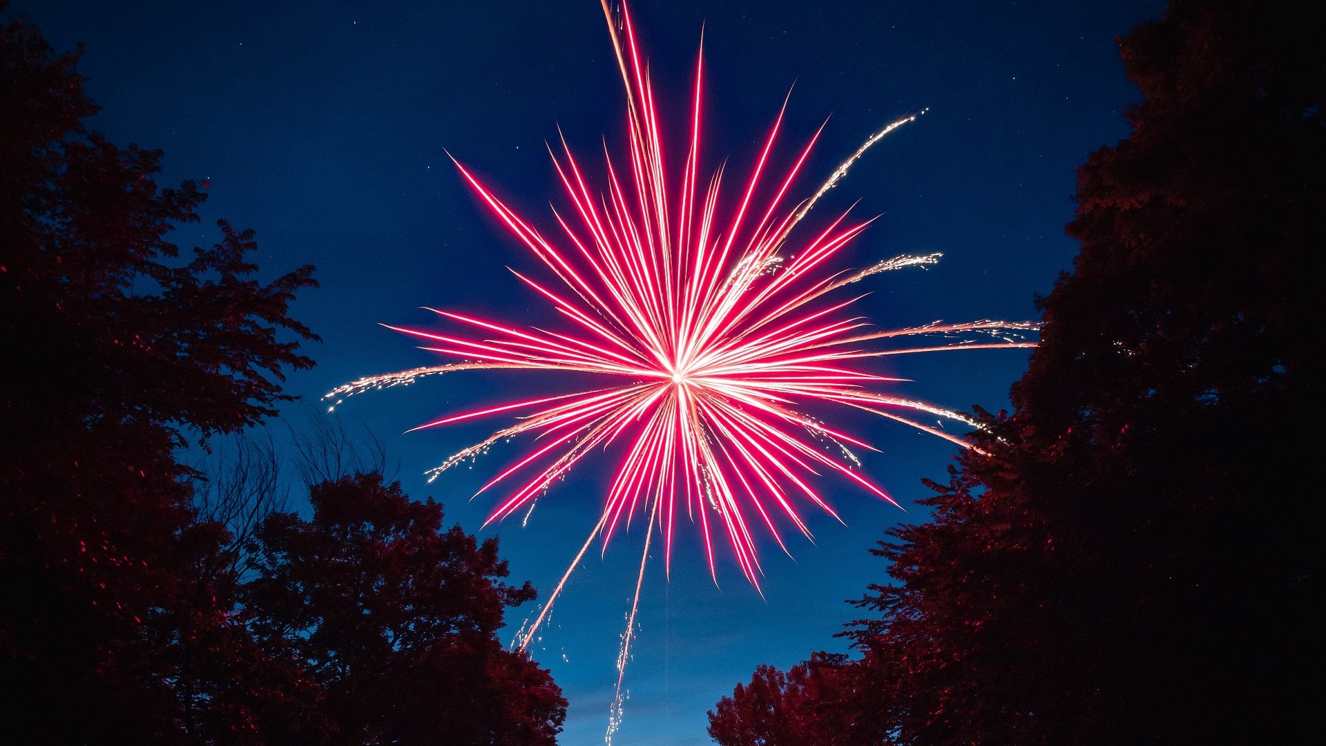 Fireworks exploding in the night sky over trees HD Wallpaper