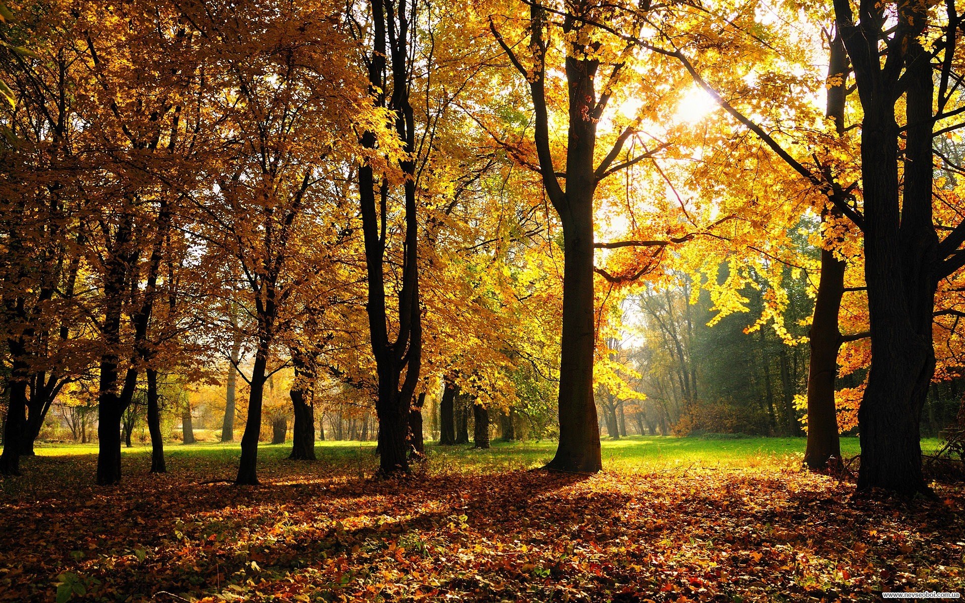 Autumn forest with sunbeams filtering through trees HD Wallpaper